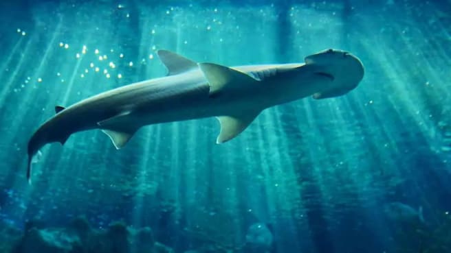 A hammerhead shark swimming in the sea with sun rays lights.