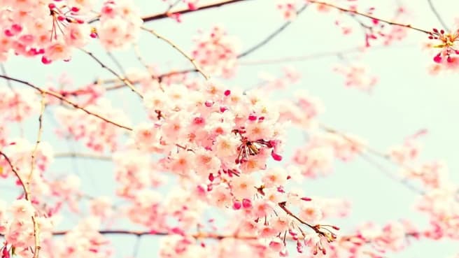 Blooming pink cherry blossom in the spring.