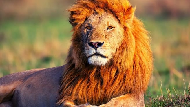 A beautiful lion - the king of the animal kingdom.