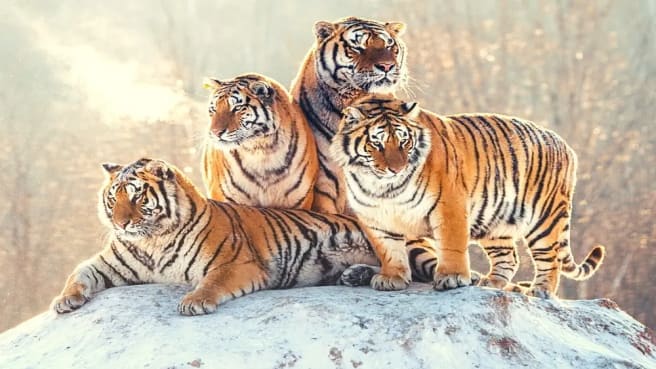 Four wild young Tigris from the animal kingdom in Africa.