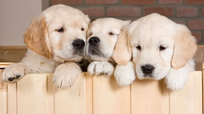 Golden Retriever puppies also included in this dogs trivia quiz video
