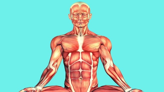 An anatomy model of the human body muscles.