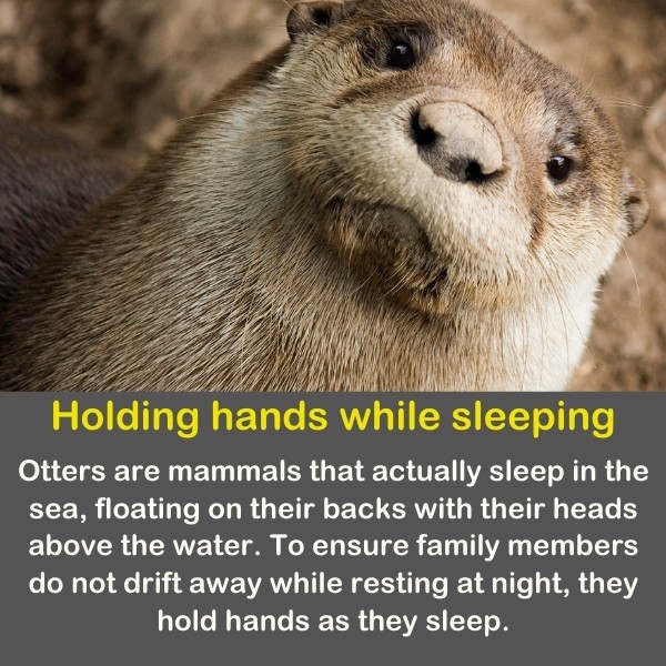 50 Animals Fun Facts (Discover Animal Kingdom) | Quiz Beez 50 Animals Fun Facts (Discover Animal Kingdom) | Quiz Beez