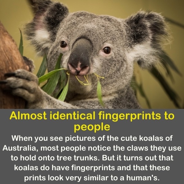 50 Animals Fun Facts (Discover Animal Kingdom) | Quiz Beez 50 Animals Fun Facts (Discover Animal Kingdom) | Quiz Beez