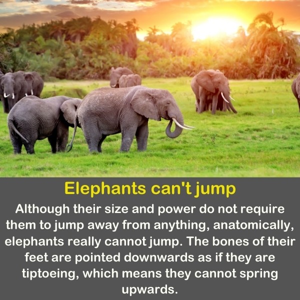 50 Animals Fun Facts (Discover Animal Kingdom) | Quiz Beez 50 Animals Fun Facts (Discover Animal Kingdom) | Quiz Beez