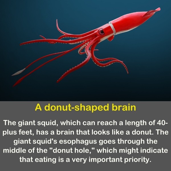 50 Animals Fun Facts (Discover Animal Kingdom) | Quiz Beez 50 Animals Fun Facts (Discover Animal Kingdom) | Quiz Beez