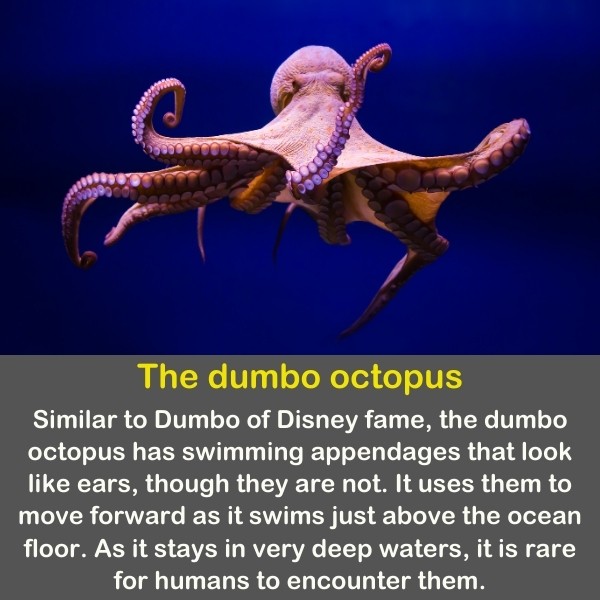 50 Animals Fun Facts (Discover Animal Kingdom) | Quiz Beez 50 Animals Fun Facts (Discover Animal Kingdom) | Quiz Beez