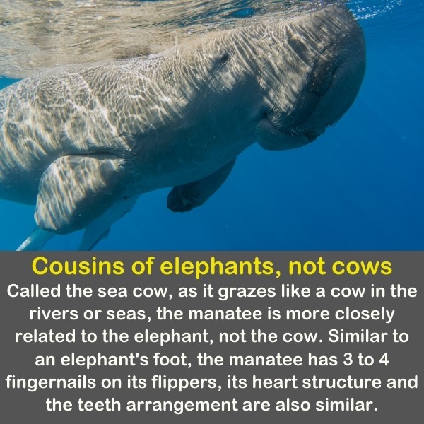 50 Animals Fun Facts (Discover Animal Kingdom) | Quiz Beez 50 Animals Fun Facts (Discover Animal Kingdom) | Quiz Beez