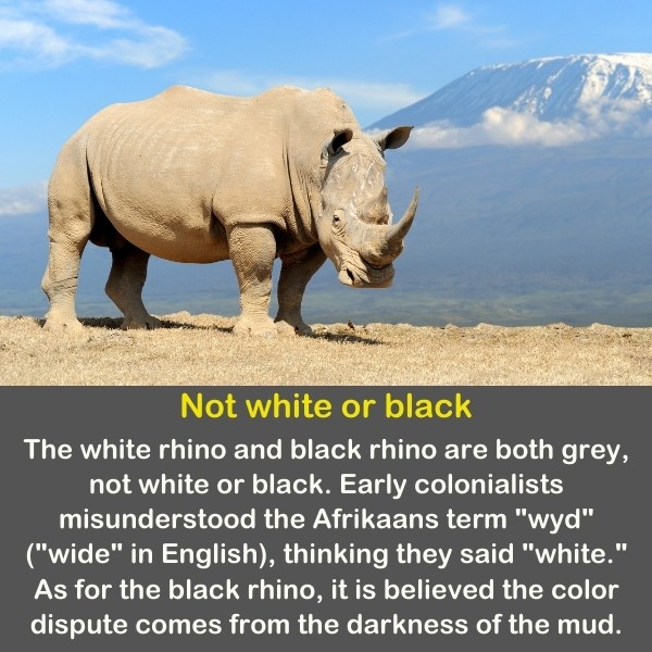 50 Animals Fun Facts (Discover Animal Kingdom) | Quiz Beez 50 Animals Fun Facts (Discover Animal Kingdom) | Quiz Beez