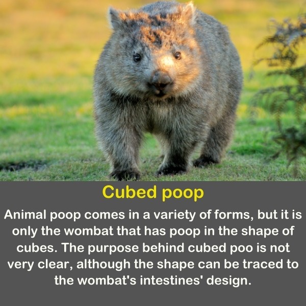 50 Animals Fun Facts (Discover Animal Kingdom) | Quiz Beez 50 Animals Fun Facts (Discover Animal Kingdom) | Quiz Beez
