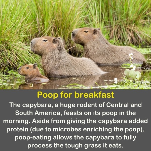 50 Animals Fun Facts (Discover Animal Kingdom) | Quiz Beez 50 Animals Fun Facts (Discover Animal Kingdom) | Quiz Beez
