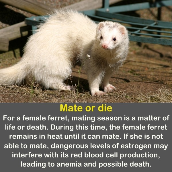 50 Animals Fun Facts (Discover Animal Kingdom) | Quiz Beez 50 Animals Fun Facts (Discover Animal Kingdom) | Quiz Beez