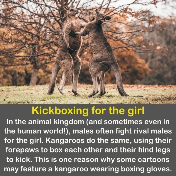 50 Animals Fun Facts (Discover Animal Kingdom) | Quiz Beez 50 Animals Fun Facts (Discover Animal Kingdom) | Quiz Beez