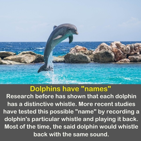 50 Animals Fun Facts (Discover Animal Kingdom) | Quiz Beez 50 Animals Fun Facts (Discover Animal Kingdom) | Quiz Beez