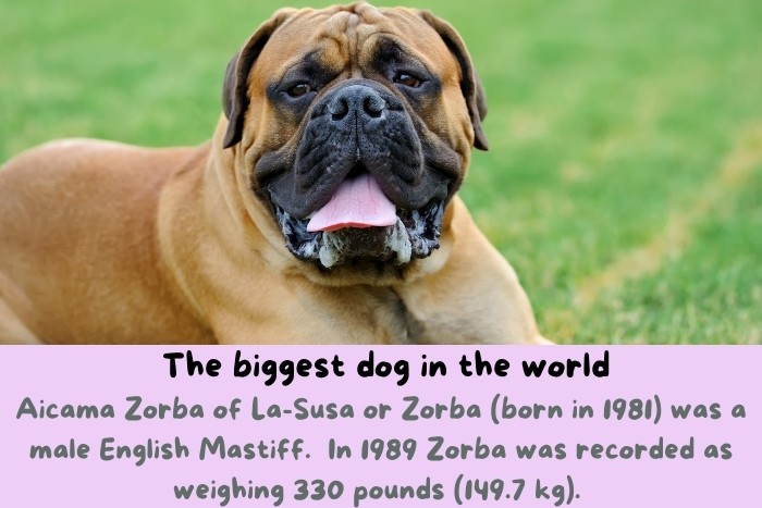 Aicama Zorba, the biggest dog in the world.