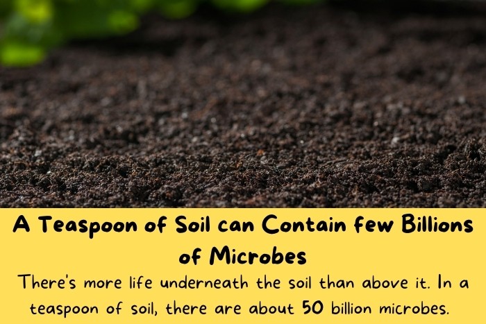 Close-up image of Soil.