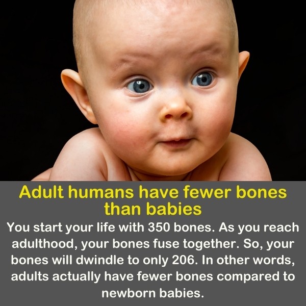 50 Fun Facts About The Human Body (Unbelievable) | Quiz Beez 50 Fun Facts About The Human Body (Unbelievable) | Quiz Beez