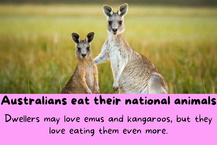 Australia Fun Facts Australia Fun Facts