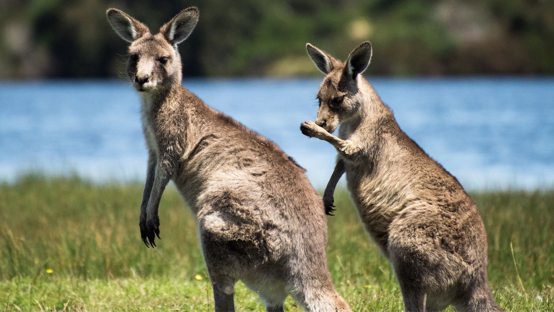 Wallaby