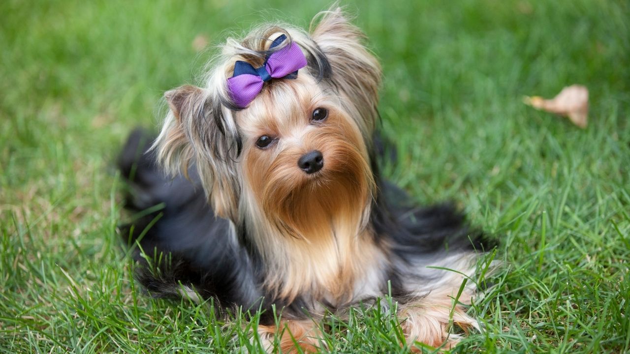 guess the dog - Yorkshire Terriers