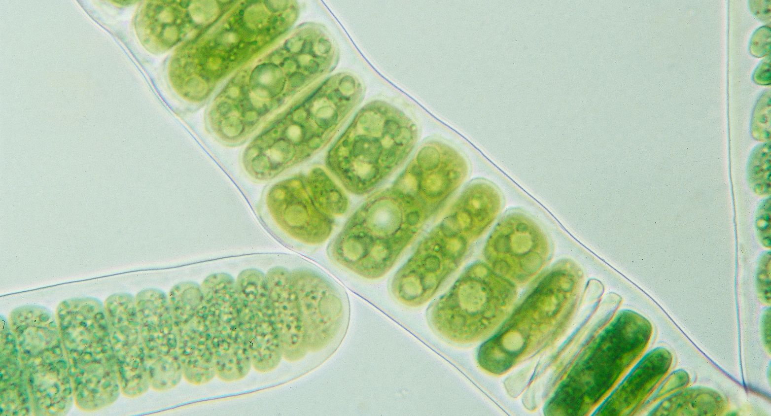 Cyanobacteria