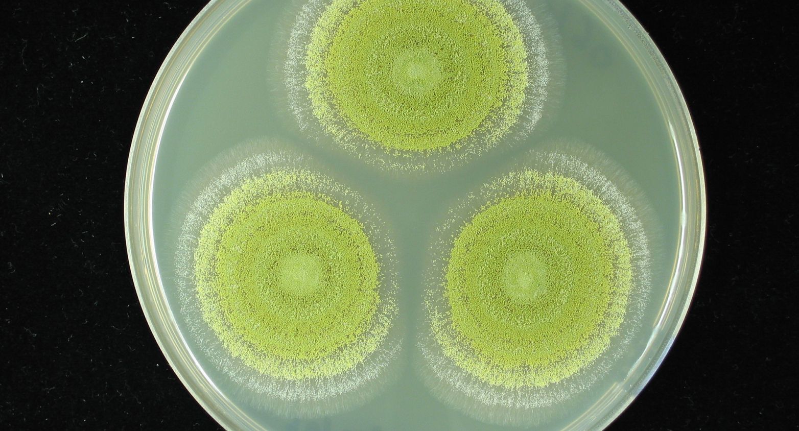 Fungi in a Petri dish