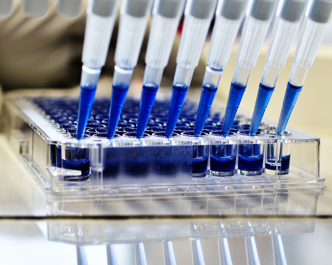 Pipettes with blue liquid