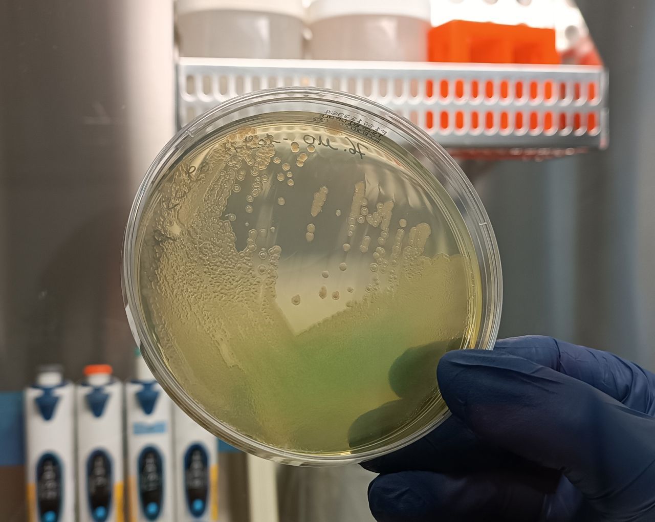 Petri dish in a blue glove hand 2