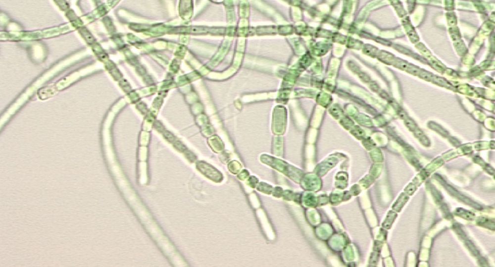 Cyanobacteria | CRBIP