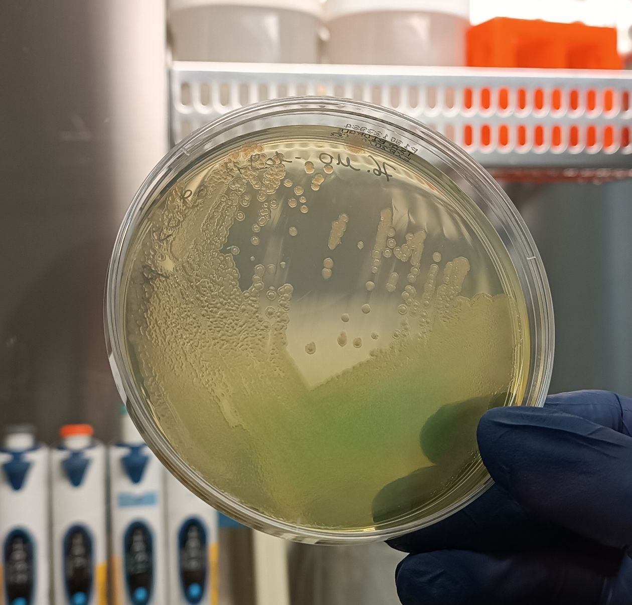 Petri dish
