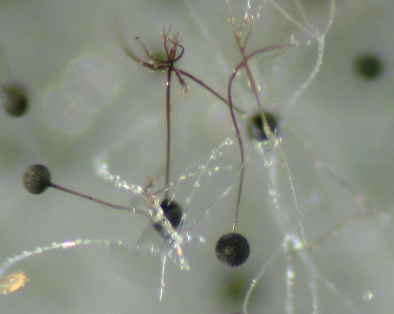 Fungal samples