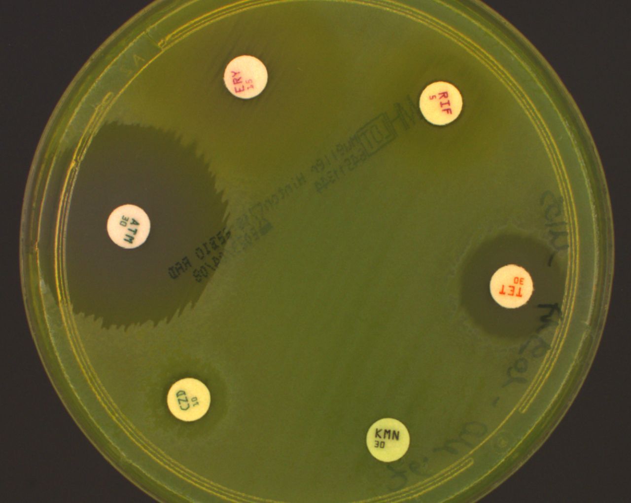 Yellow Petri dish