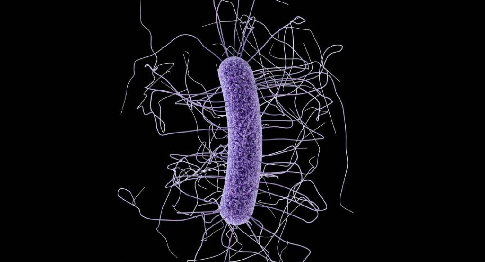 Clostridium perfringens bacteria under microscope