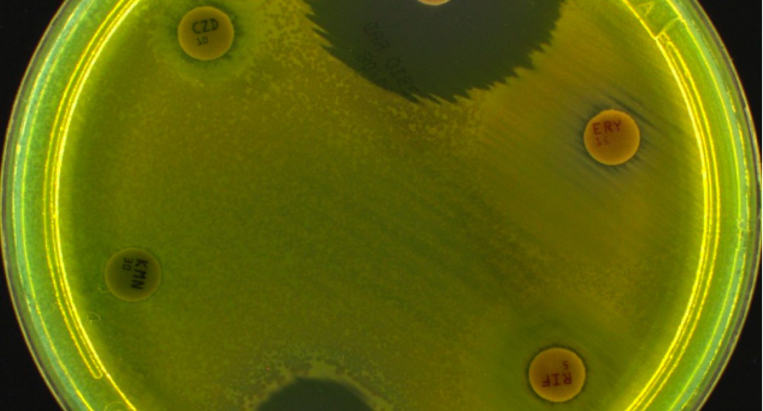 Yellow Petri dish 2