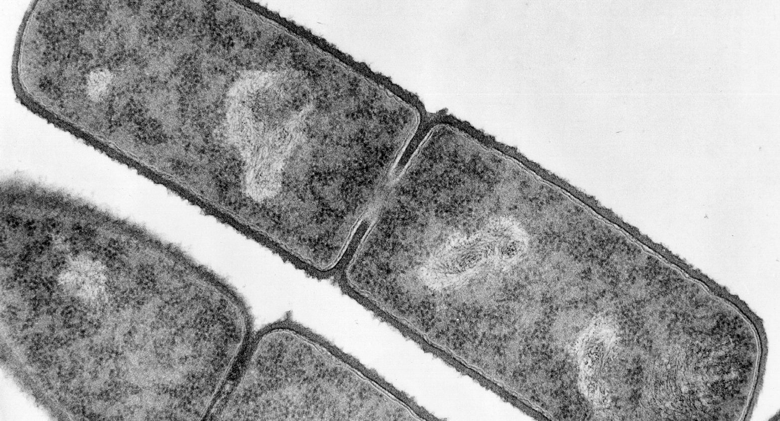 Bacillus subtilis bacteria under microscope