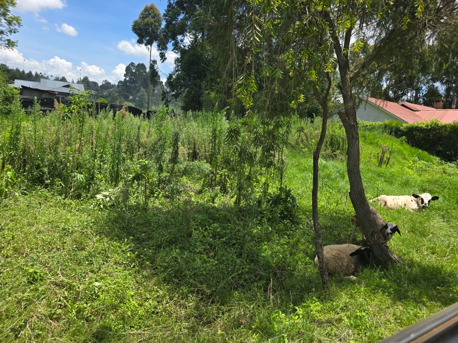 Prime 1/8 Acre plot for sale in Kikuyu
