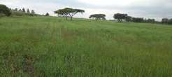 5 Acres Prime Agricultural Land for Sale in Timau, Meru County