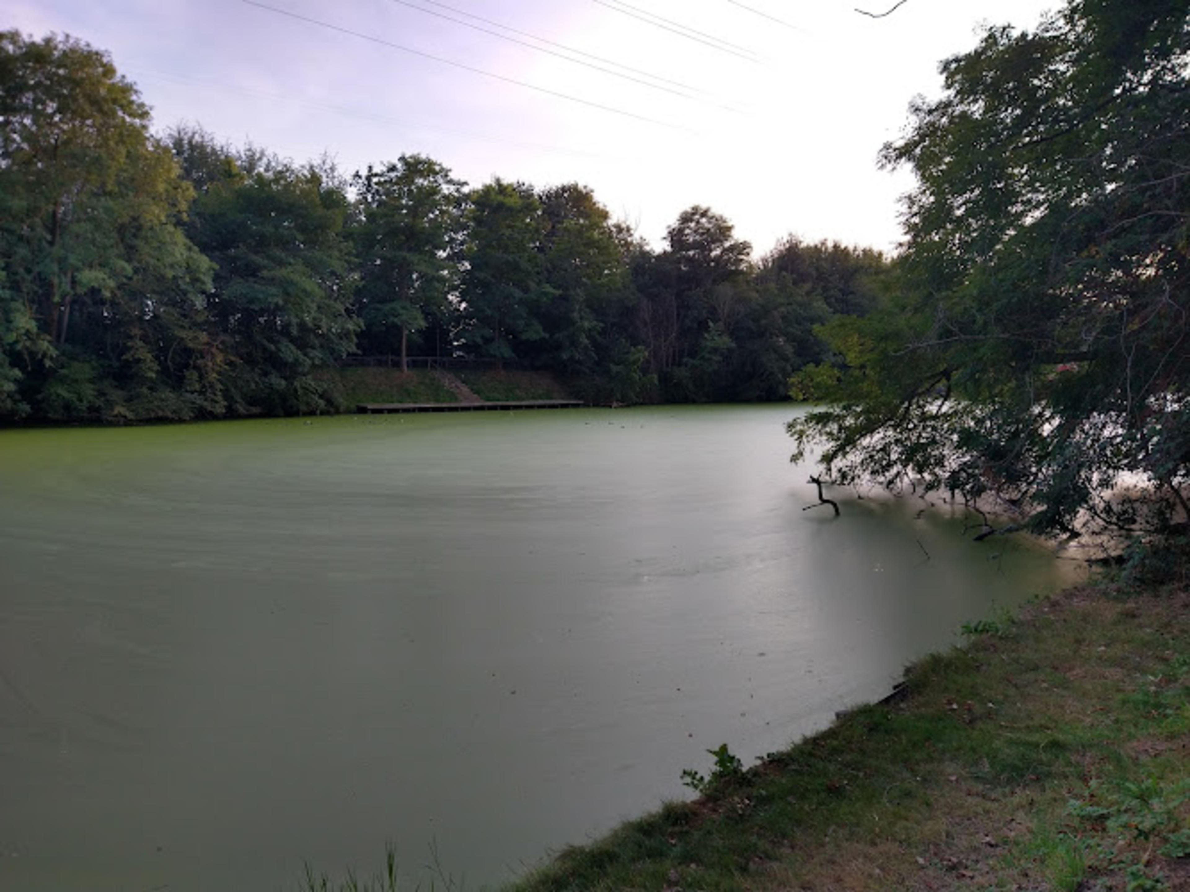 Waggelwaterbos