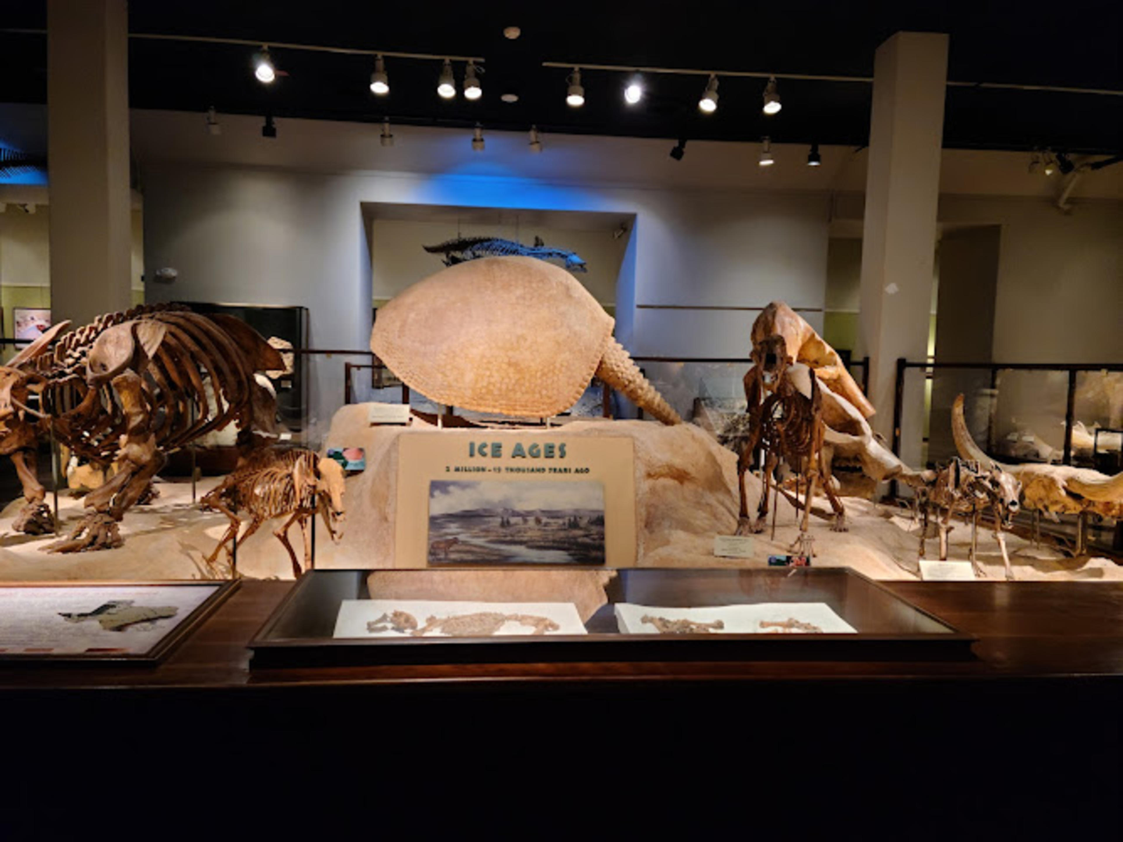 Texas Science & Natural History Museum
