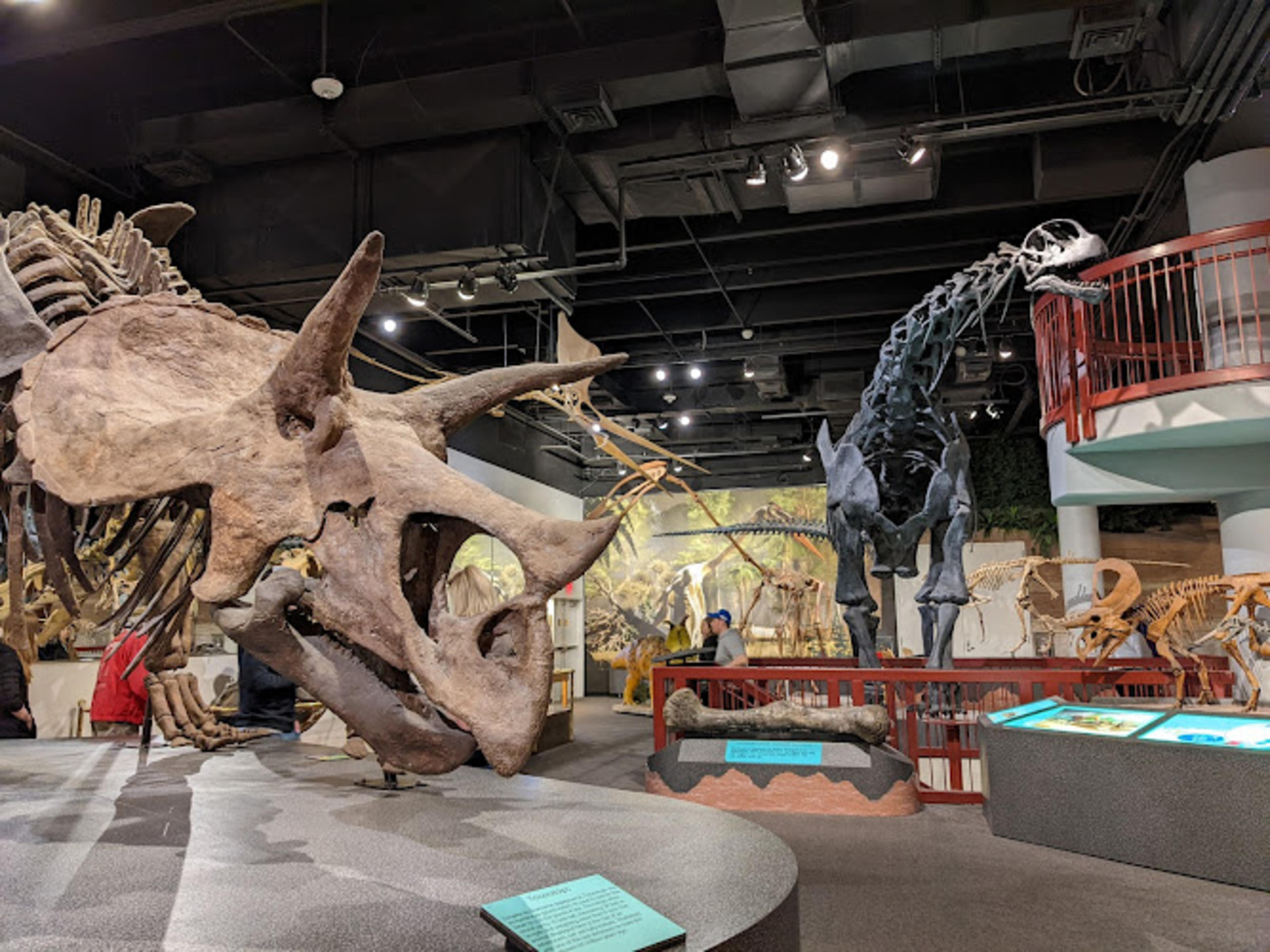Arizona Museum of Natural History
