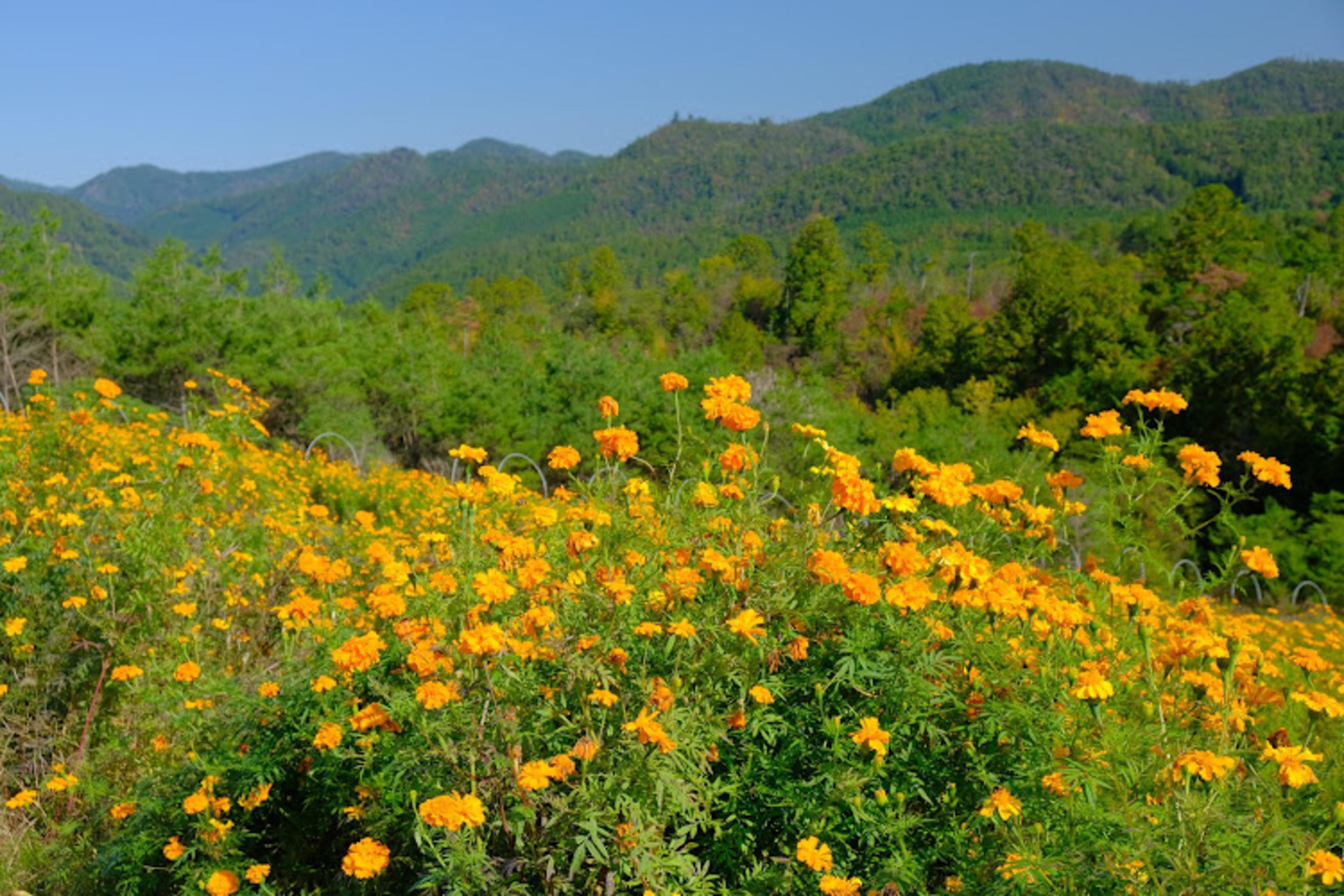 Flower Park