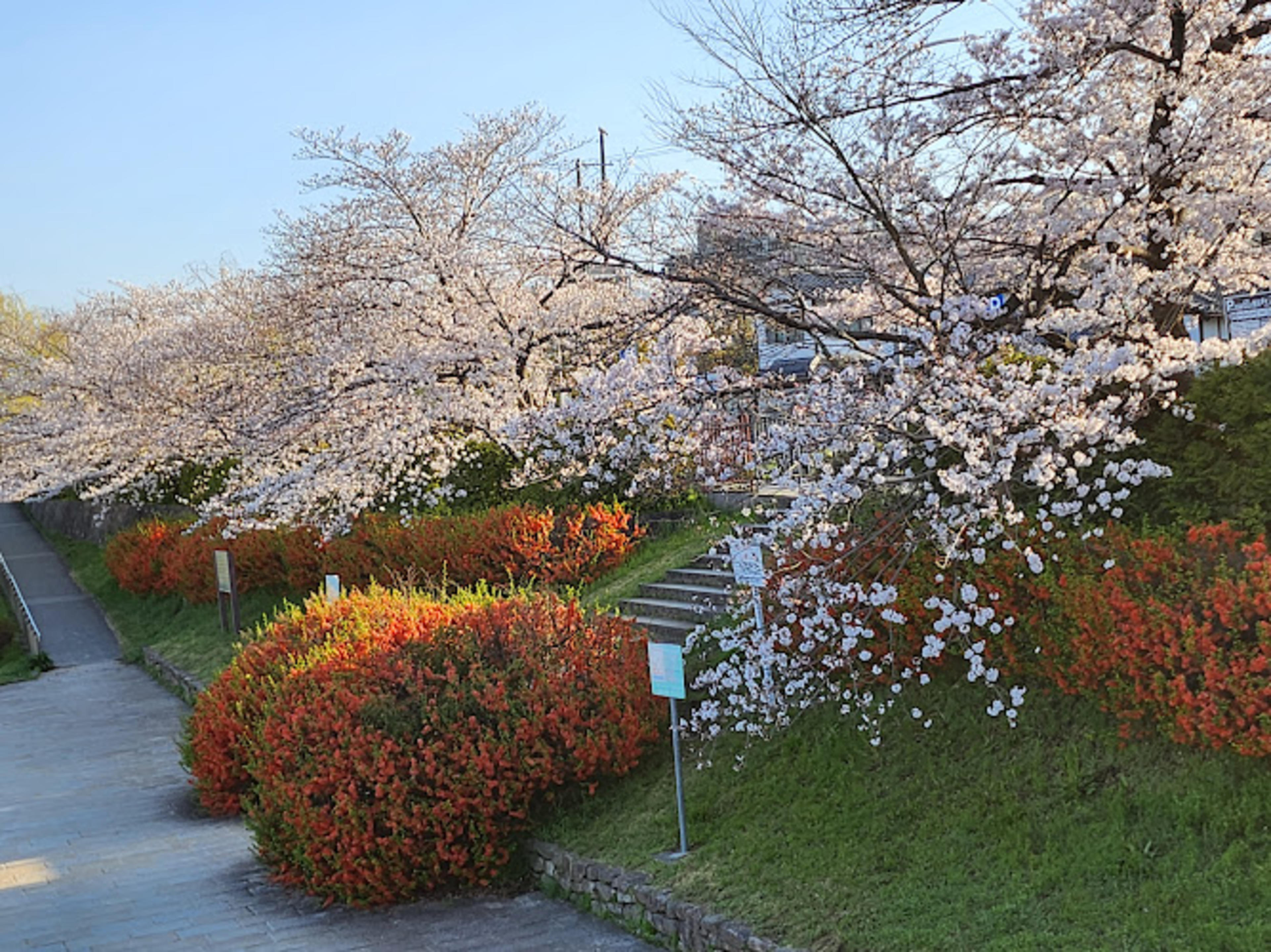 Kamogawa Delta