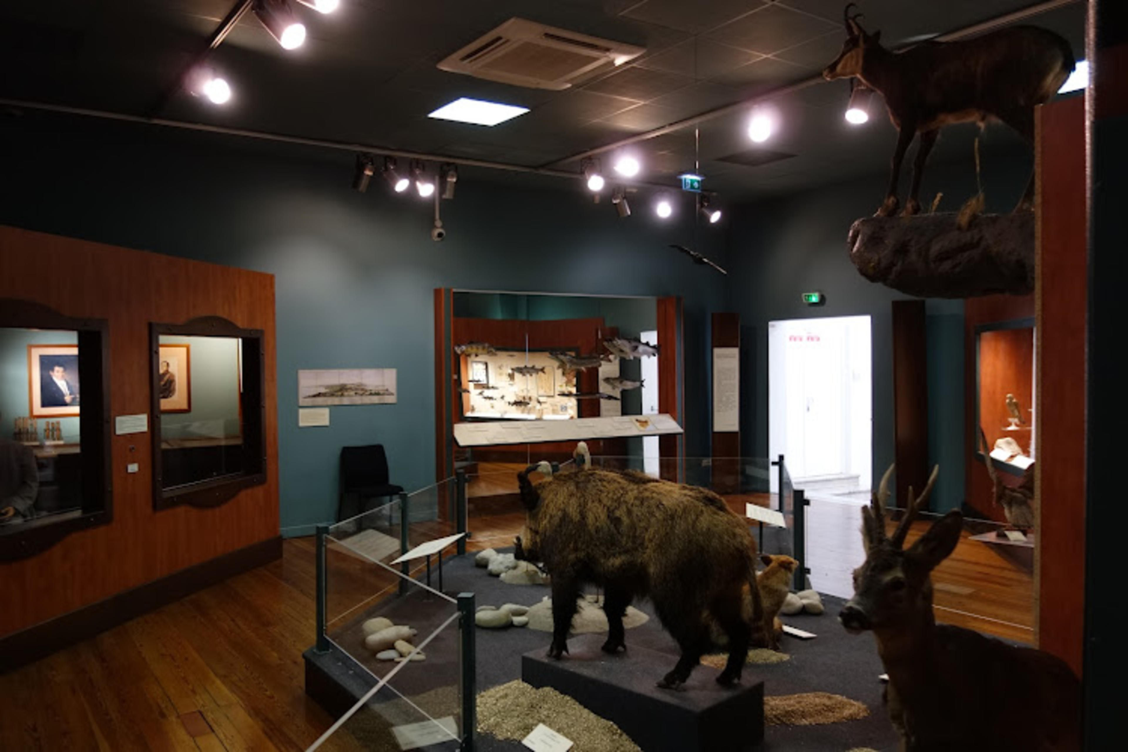 Muséum d'Histoire naturelle de Nice