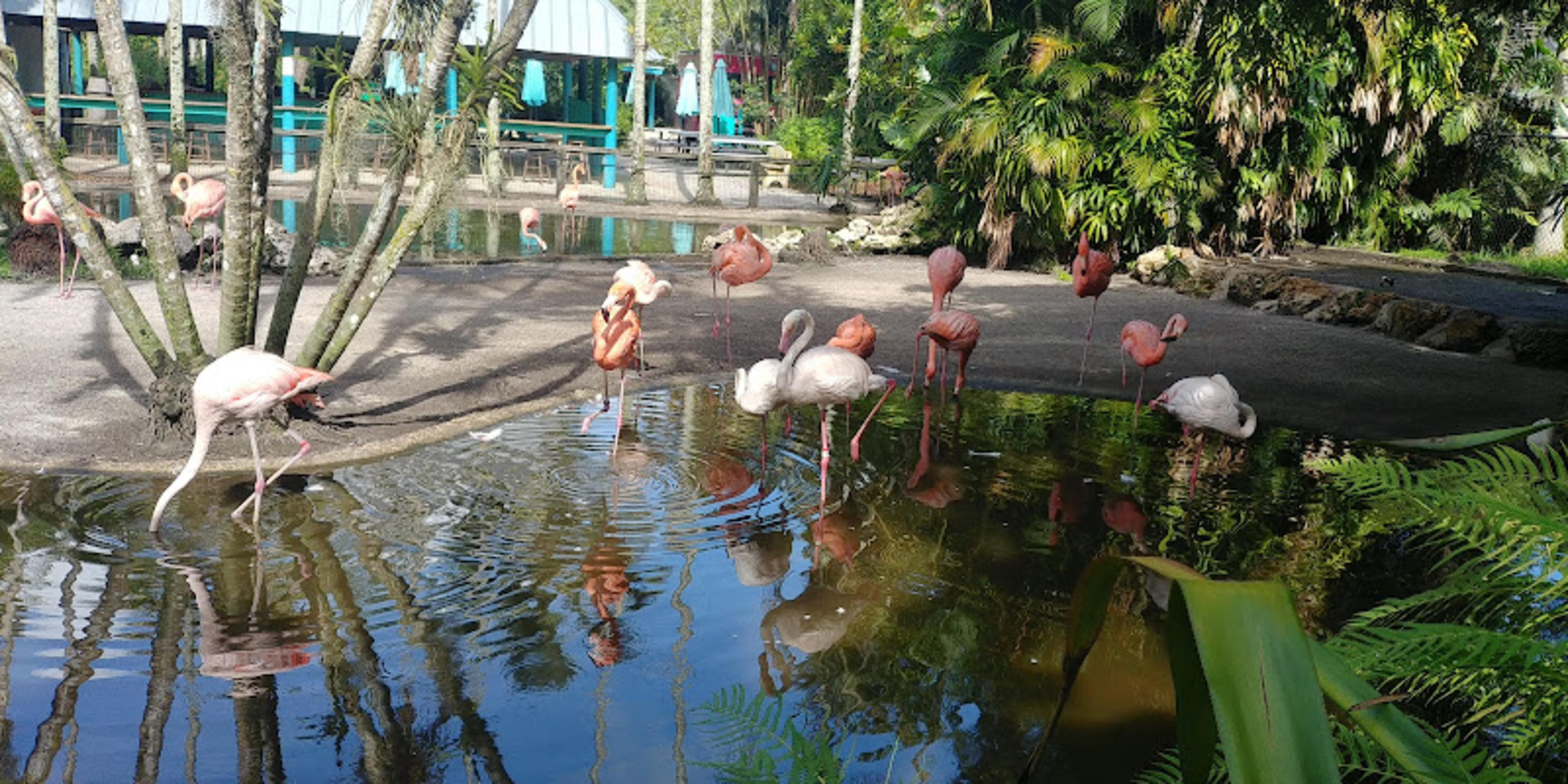 Flamingo Gardens