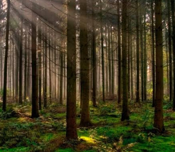 Cusco Bosque inclinado
