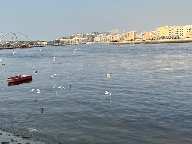 Birds point (sea gul)