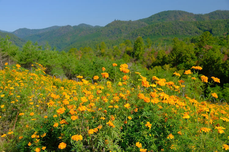 Flower Park