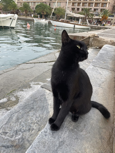 Bingus The Sweet Kitty