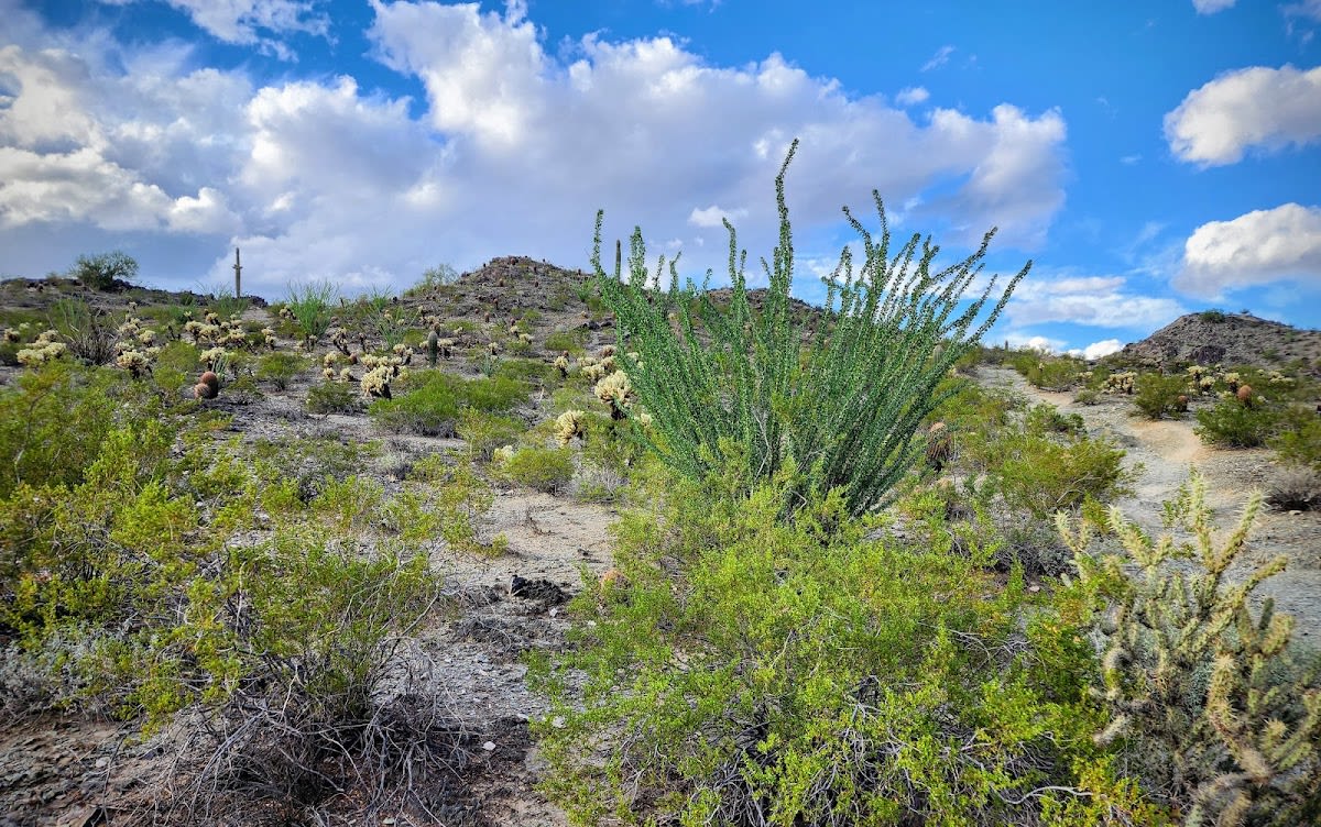 Phoenix Mountains Preserve