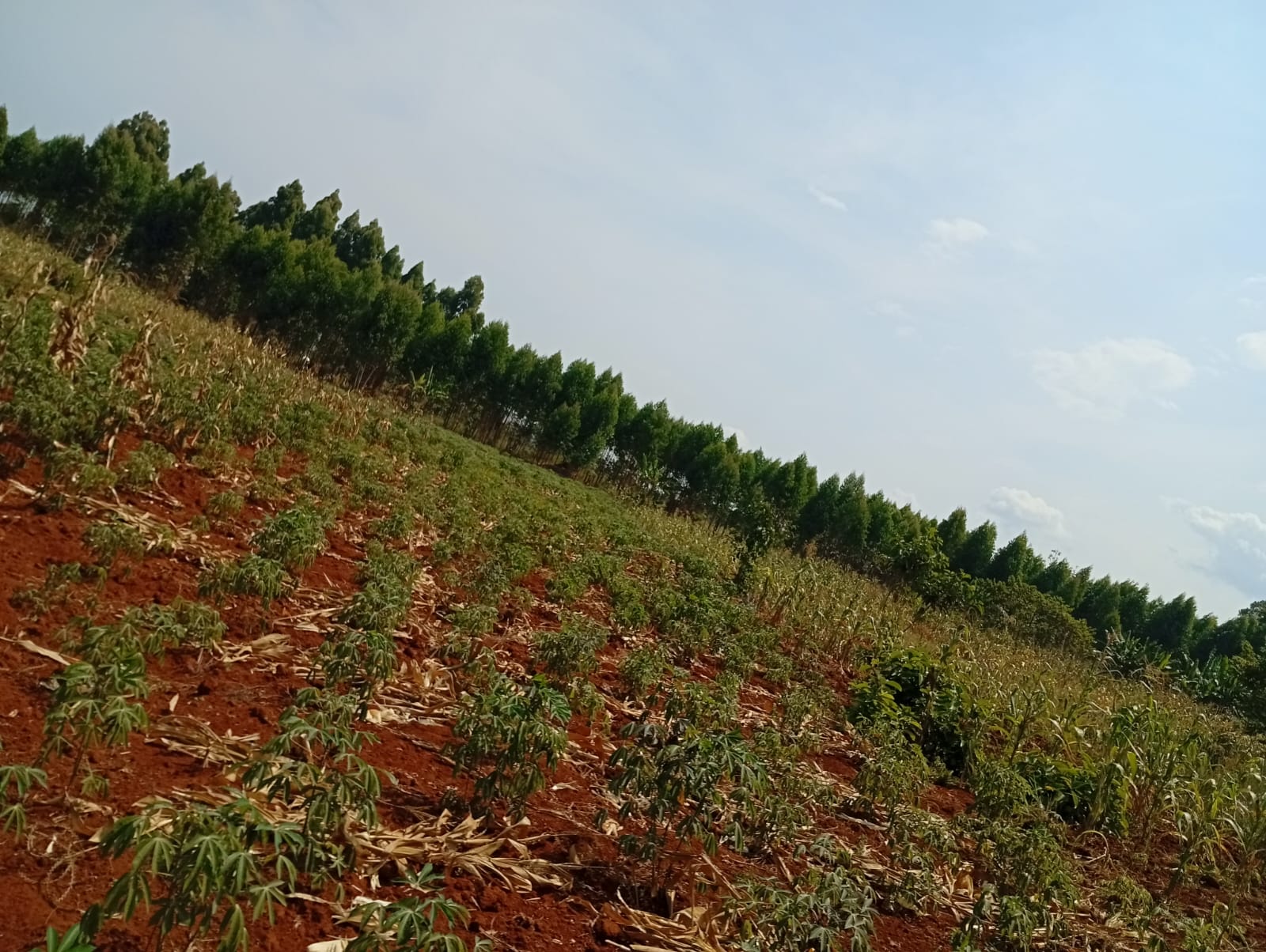 FARMS FORWARD KENYA